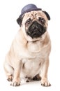 Pug, dog in hat sits , Royalty Free Stock Photo