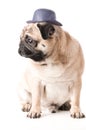 Pug, dog in hat sits , Royalty Free Stock Photo