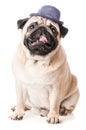 Pug, dog in hat sits with open mouth, Royalty Free Stock Photo