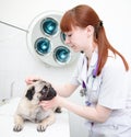 Pug dog having a check-up in his ear by a veterinarian Royalty Free Stock Photo