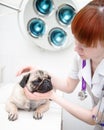 Pug dog having a check-up in his ear by a veterinarian Royalty Free Stock Photo