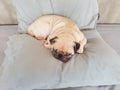 Pug dog having a siesta an resting in bed on the pillow on his back , tongue sticking out looking very funny