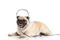 Pug dog with headphone isolated on white background callcenter