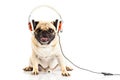 Pug dog with headphone isolated on white background dog creative work