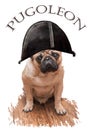 Pug dog in the image of Napoleon.