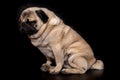 Pug dog isolated on black. Royalty Free Stock Photo