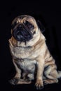 Pug dog isolated on black. Royalty Free Stock Photo