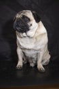 Pug dog  on black. Royalty Free Stock Photo