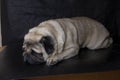 Pug dog isolated on black. Royalty Free Stock Photo
