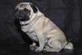 Pug dog isolated on black. Royalty Free Stock Photo
