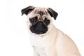 Pug dog isolated on white background Royalty Free Stock Photo