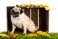 Pug dog isolated on white background, autumn leaves Royalty Free Stock Photo