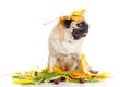 Pug dog isolated on white background, autumn