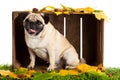 Pug dog isolated on white background, autumn Royalty Free Stock Photo