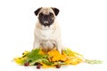 Pug dog isolated on white background, autumn Royalty Free Stock Photo