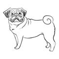 Pug dog isolated on white background