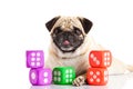 Pug dog isolated on white background play dices Royalty Free Stock Photo