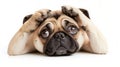 A pug dog with its head resting on its paws Royalty Free Stock Photo