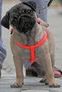 Pug dog on leash Royalty Free Stock Photo