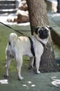 Pug dog leash walking by tree in urban park setting Royalty Free Stock Photo