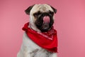 Pug dog licking his mouth, closing his eyes Royalty Free Stock Photo