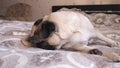 Pug dog licks his genitals before going to bed, lying in a soft bed.