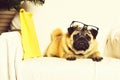Cute pug dog with glasses and shopping package