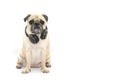 Pug dog listening to music with bluetooth earphone on white back Royalty Free Stock Photo