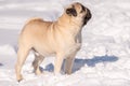 A pug dog looks at the camera. Royalty Free Stock Photo