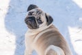 A pug dog looks at the camera. Royalty Free Stock Photo