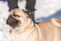 A pug dog looks at the camera. Royalty Free Stock Photo