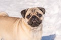 A pug dog looks at the camera. Royalty Free Stock Photo