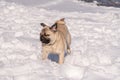 A pug dog looks at the camera. Royalty Free Stock Photo