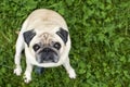 pug dog looks up. Copy spade. Royalty Free Stock Photo