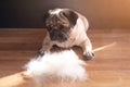 pug dog lying on the floor next to a pile of wool after combing out. concept of seasonal pet molting.