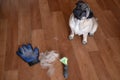 pug dog lying on the floor with pile of wool and grooming tool after combing out. concept of seasonal pet molting. Royalty Free Stock Photo