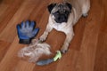 pug dog lying on the floor with pile of wool and grooming tool after combing out. concept of seasonal pet molting. Royalty Free Stock Photo