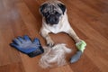 pug dog lying on the floor with pile of wool and grooming tool after combing out. concept of seasonal pet molting.