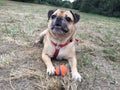 Pug dog lying on grass with ball in a field portrait Royalty Free Stock Photo