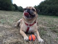 Pug dog lying on grass with ball in a field Royalty Free Stock Photo