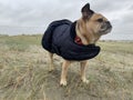 Dog outdoors in open space