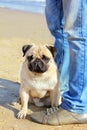 Pug Dog and owner of legs in jeans sitting on his hind legs on t Royalty Free Stock Photo