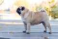 Pug dog in the park near the lake on a wooden platform in sunny weather Royalty Free Stock Photo