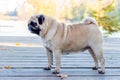 Pug dog in the park near the lake on a wooden platform in sunny weather Royalty Free Stock Photo