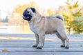 Pug dog in the park near the lake on a wooden platform in sunny weather Royalty Free Stock Photo