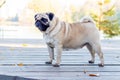 Pug dog in the park near the lake on a wooden platform in sunny weather Royalty Free Stock Photo