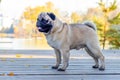 Pug dog in the park near the lake on a wooden platform in sunny weather Royalty Free Stock Photo