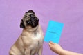 Pug dog with veterinary passport immigrating or ready for a vacation Royalty Free Stock Photo