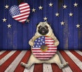 Pug likes american donuts 2