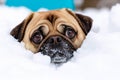 A pug dog peeking out of the snow Royalty Free Stock Photo